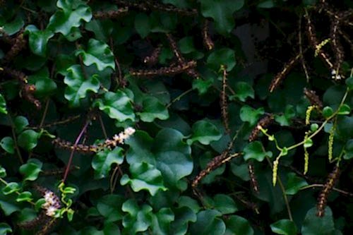 Amerikan Sarmaşığı: Bahçe ve Peyzajda Kullanım Önerileri