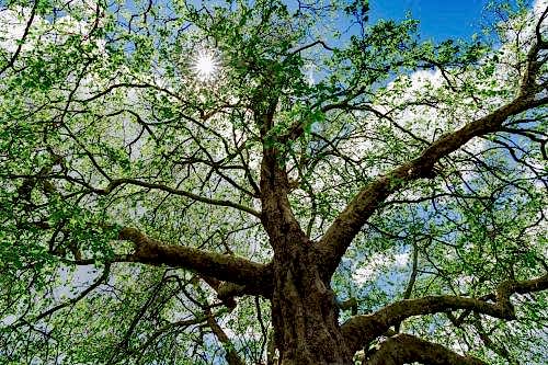 Andız Ağacı Nedir? Faydaları, Kullanım Alanları ve Özellikleri