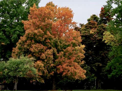 Bahçeniz İçin En Hızlı Büyüyen Ağaç Türleri