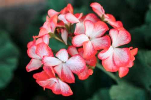 Balkon ve Bahçeniz İçin 4 Mevsim Açan Çiçekler Listesi