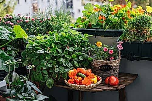 Balkonda Sebze Bahçesi