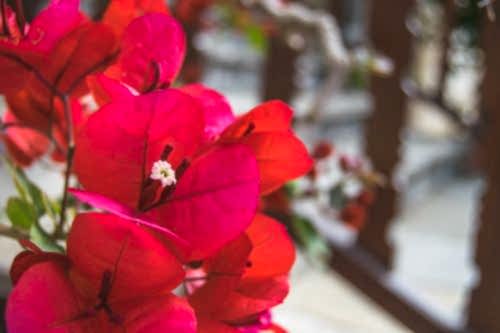 Begonvil Çiçeği Nasıl Çoğaltılır? Begonvil Bakımı ve Özellikleri