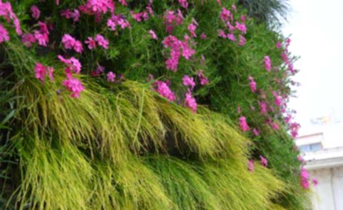 Beyoğlu Saray Muhallebicisi | Cem Botanik