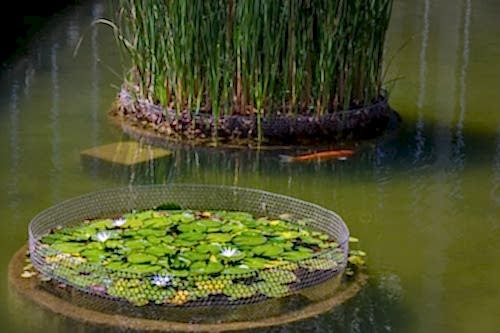 Biyolojik Süs Göleti