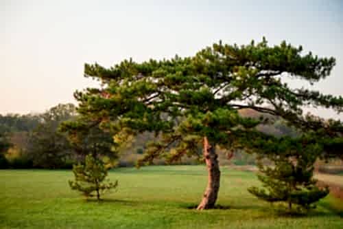 Çam Ağacı Çeşitleri Neler? Peyzaj İçin İdeal Çam Ağaçları
