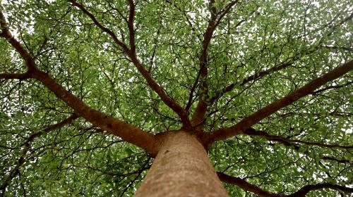 Çınar Ağacı: Özellikleri, Bakımı ve Faydaları