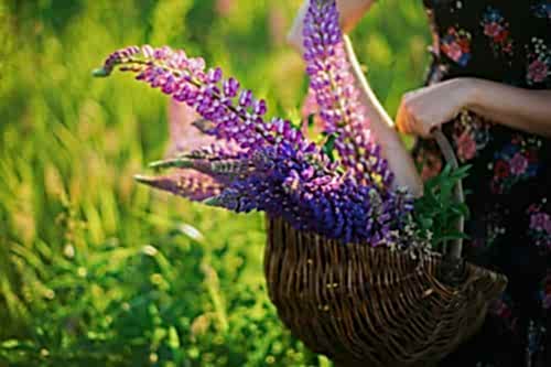 Gölgeye Dayanıklı Bitkiler