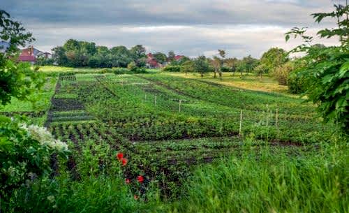 Hangi Ayda Hangi Bitki Ekilir? Mevsimlere Göre Ekim Rehberi