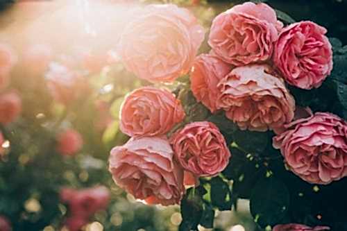 Hangi Çiçek Ne Anlama Gelir? Çiçeklerin Anlamları