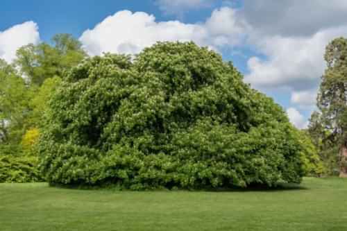 Ihlamur Ağacı Nerede Yetişir? Özellikleri ve Faydaları