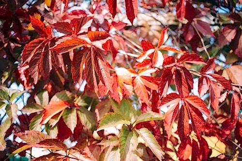 Sığla Ağacı: Türkiye’de Yetişen Eşsiz Bir Doğa Hazinesi