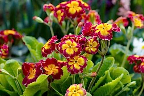 Soğuk Havaya Dayanıklı Çiçekler